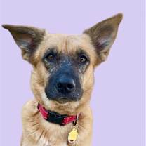 adopt-pet