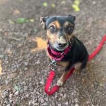 adopt-pet
