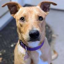 Thumbnail photo of Buffy #4