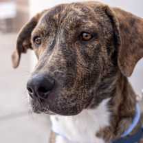 Thumbnail photo of Gio #4