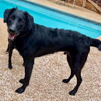 Thumbnail photo of Ralph #1