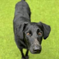 Thumbnail photo of Ralph #2