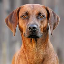 Thumbnail photo of Tess #2