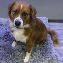 adopt-pet