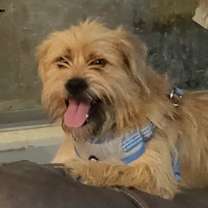 adopt-pet