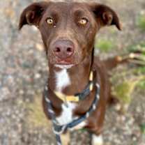 Thumbnail photo of Nova #2