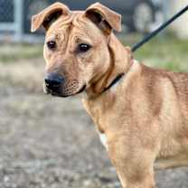 Thumbnail photo of Rosie #3