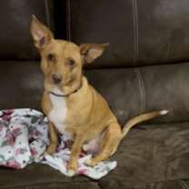 Thumbnail photo of Maui #2