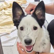 Thumbnail photo of Stitch  #2