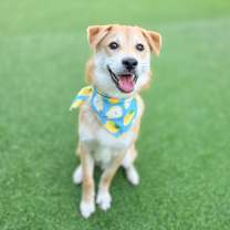 adopt-pet
