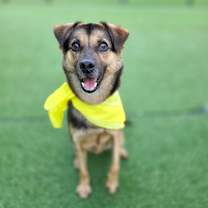 adopt-pet