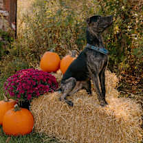 Thumbnail photo of Zane #2