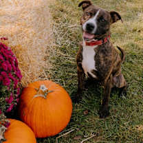 Thumbnail photo of Dillion #1