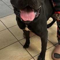 Thumbnail photo of 182775 Pluto #1