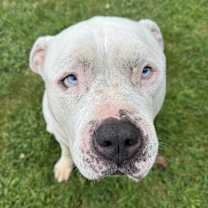 Thumbnail photo of Goliath #1