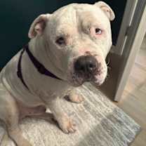 Thumbnail photo of Goliath #2