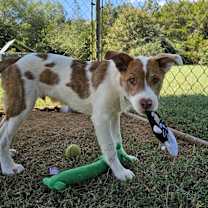 Thumbnail photo of Yogi #4