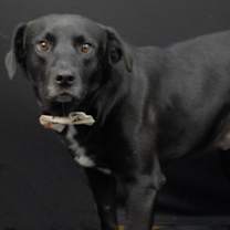 Thumbnail photo of Hot Diggety Dog #1