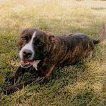 Thumbnail photo of Dillion #2