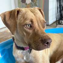 Thumbnail photo of Darcy #2