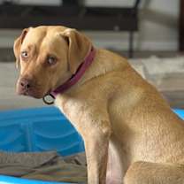 Thumbnail photo of Darcy #3