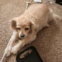 Thumbnail photo of Angel #2