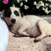 adopt-pet