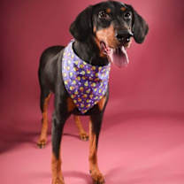 Thumbnail photo of Fendi #1