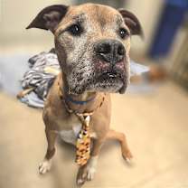 Thumbnail photo of Diesel #1