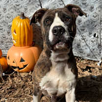 Thumbnail photo of Bongo #1