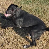 Thumbnail photo of Norm #2