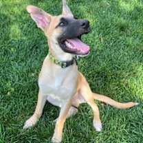 adopt-pet