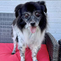 Thumbnail photo of Stevie #1