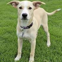 adopt-pet