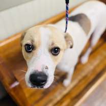 Thumbnail photo of Marigold #3