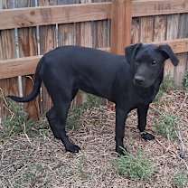 Thumbnail photo of Lexi #2