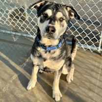 Thumbnail photo of Sherlock Bones #1