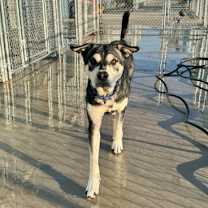 Thumbnail photo of Sherlock Bones #2