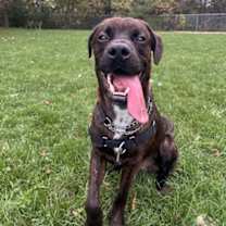 adopt-pet