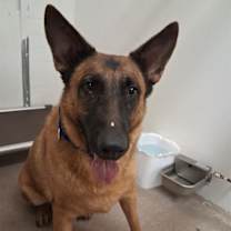 adopt-pet