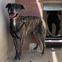 adopt-pet