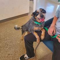 adopt-pet
