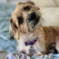 Thumbnail photo of Iris #1