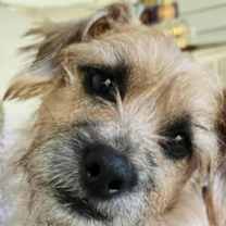 Thumbnail photo of Iris #2