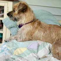 Thumbnail photo of Iris #3