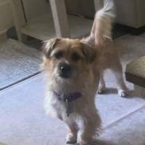 Thumbnail photo of Iris #4