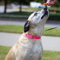 Thumbnail photo of Holiday 21284 #4