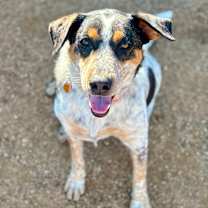 adopt-pet
