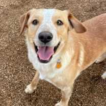 adopt-pet
