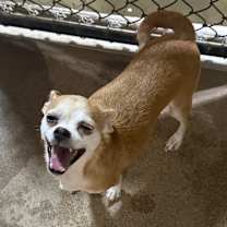 adopt-pet